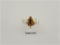 藏品(豹舟蛾)的圖片